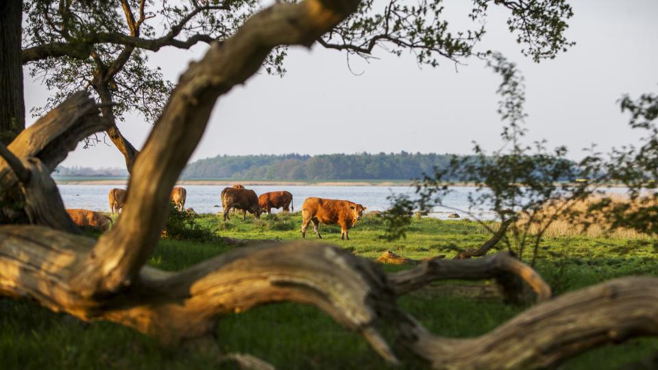 Image showing cattle livestock